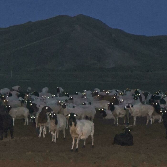 I Decided To Take A Picture Of The Sheep In The Evening And Saw This
