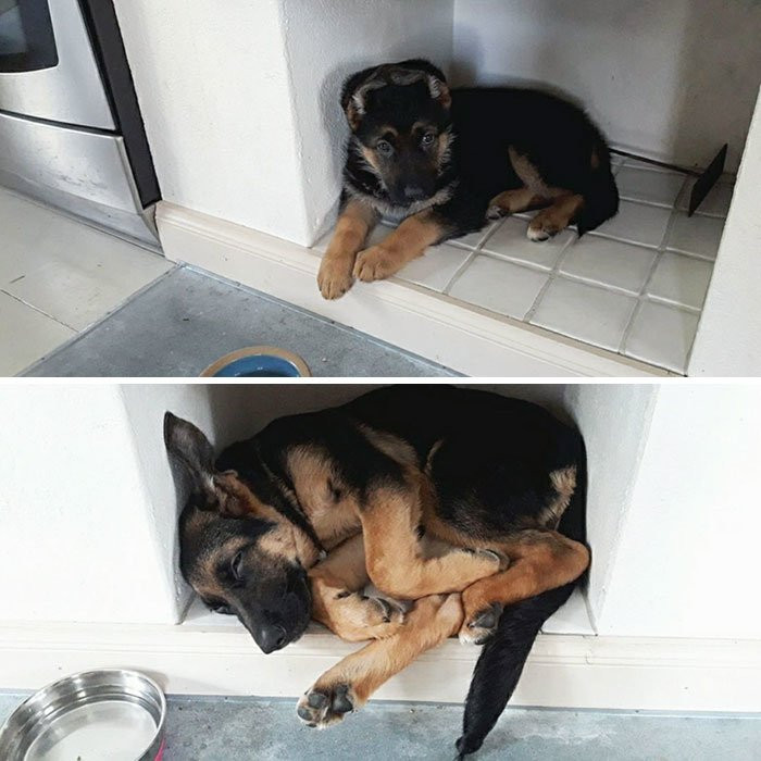 17. What a silly pupper!