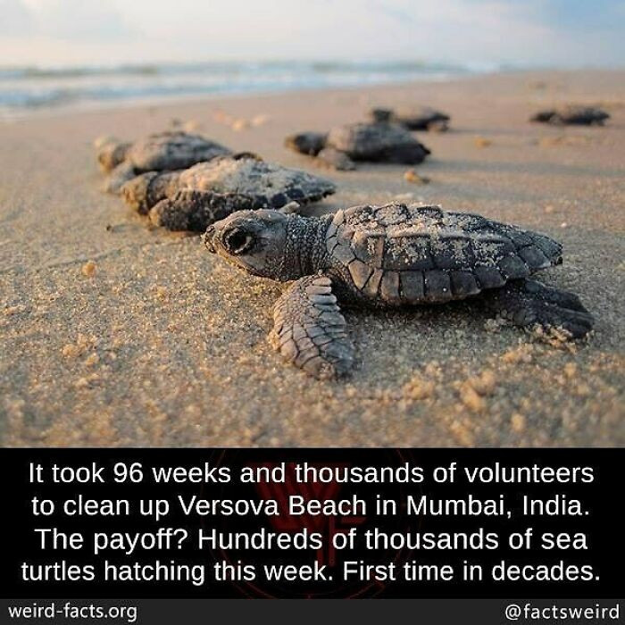 7. Volunteers worked for 8 years to clean a beach in India with a huge payoff