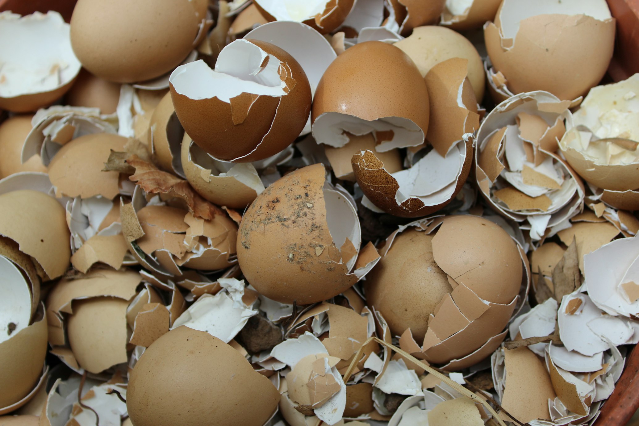 August Egg Company found the issue internally, sent eggs for pasteurization, and is tightening safety measures.