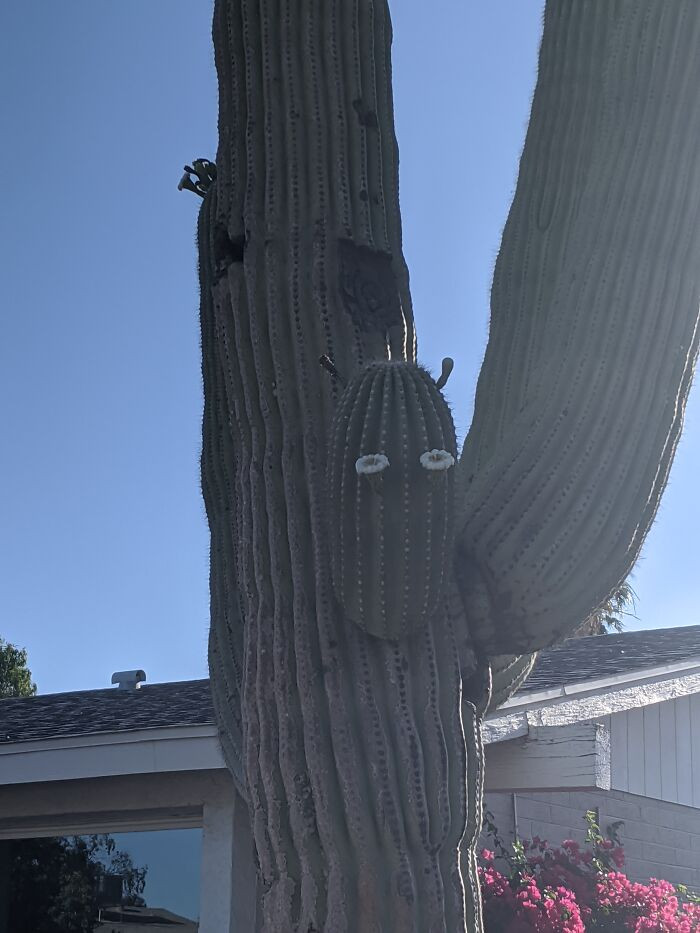 11. This is Shrek looking at you