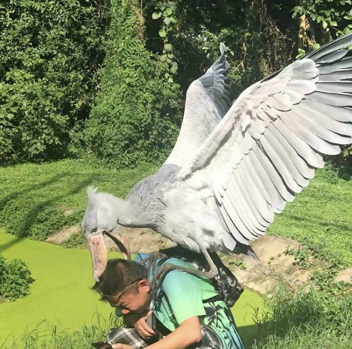 This Shoebill Stork
