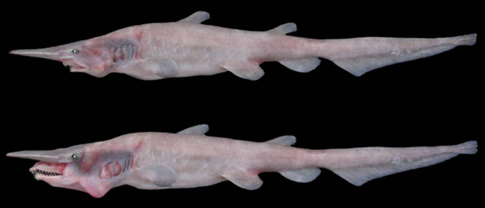 The Goblin Shark: Prehistoric Predator