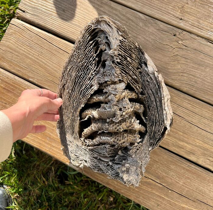 41. He retrieved a paper wasp nest from the corner of their shed, revealing a flawless cross-sectional view.