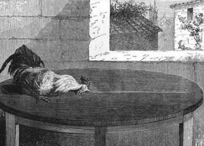 30. If You Keep the Chicken's Head Steady and Trace a Straight Line Before Its Gaze, the Chicken Will Become Entranced.