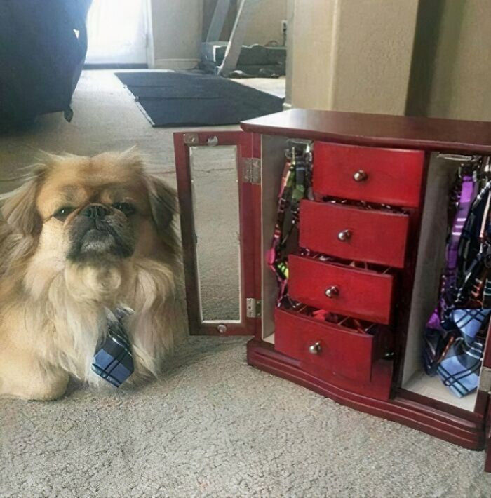 "So My Dog Has A Closet For All Of His Neck Ties And Bow Ties"