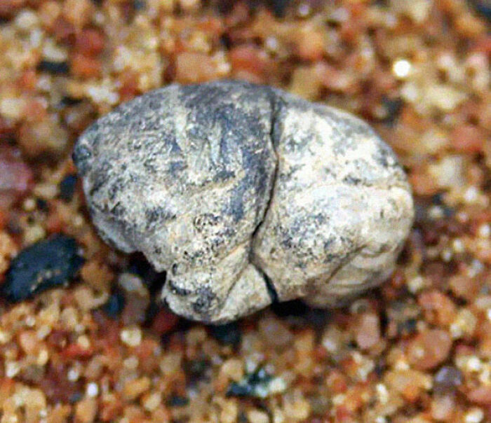 15. 5,000-Year-Old Chewing Gum Discovered.