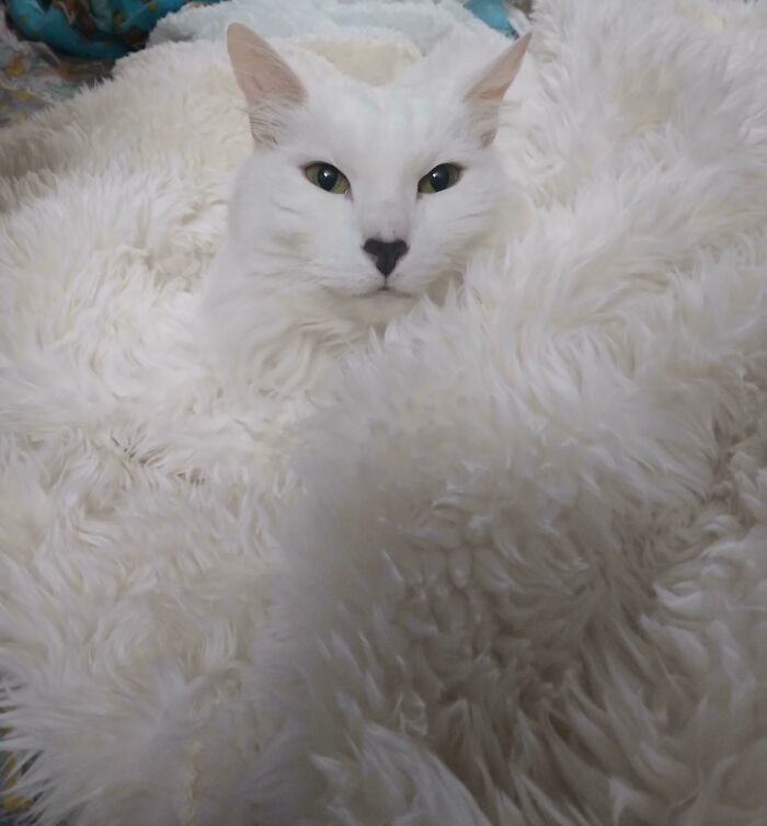 "White Cat, Fur Blanket"