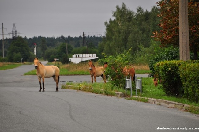 Since the 1986 nuclear disaster at the Chernobyl power plant, the surrounding area has been entirely deserted by humans.