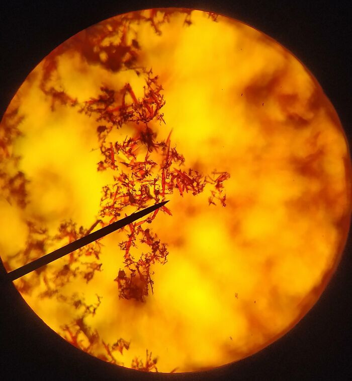 "Silver Dichromate Crystals Under The Microscope"