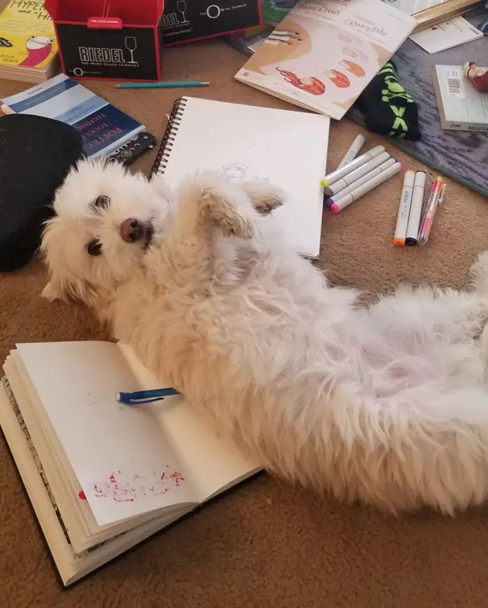 2. Study buddy