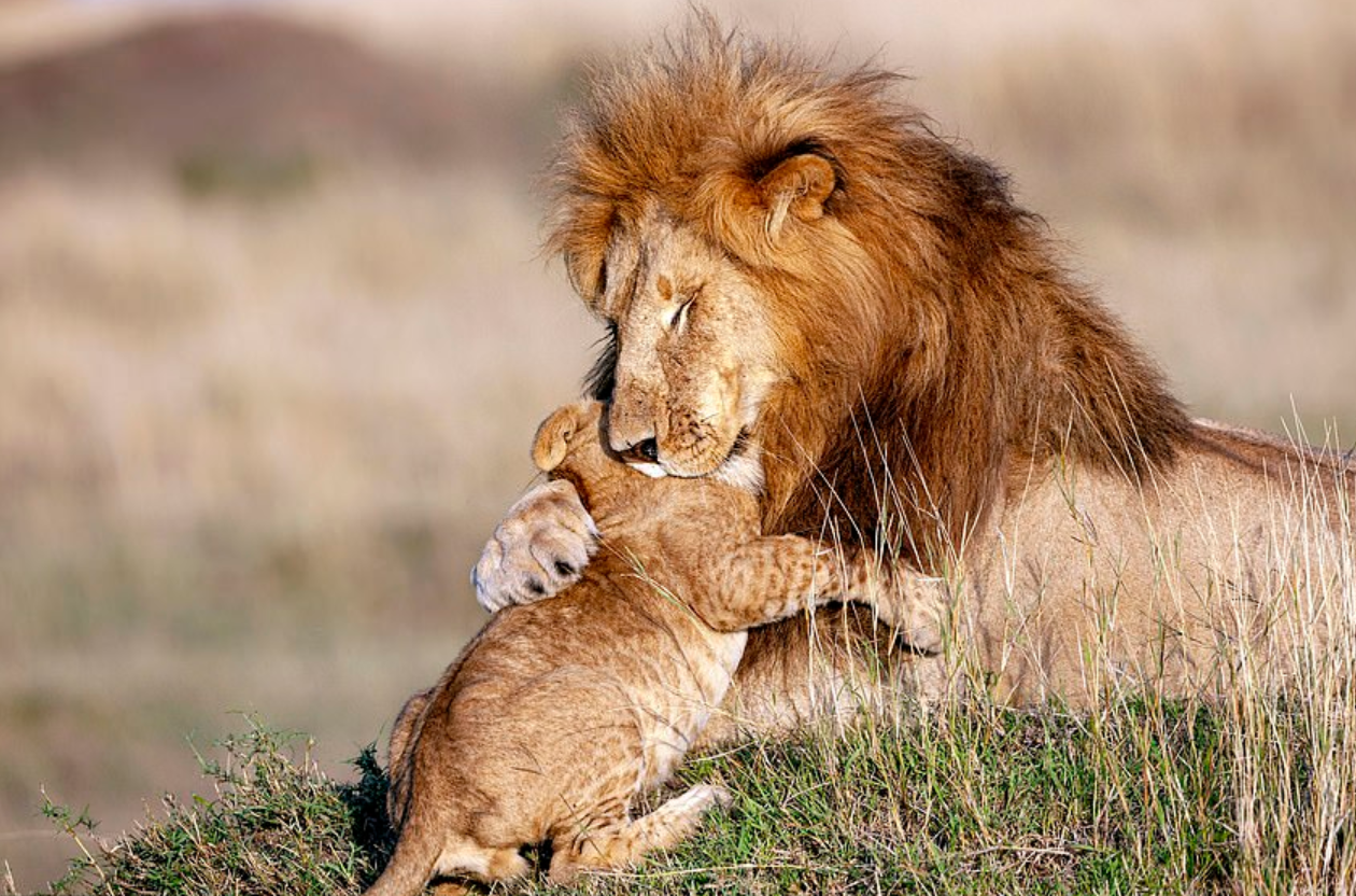 This wildlife photographer nailed the perfect shot, perfectly recreating a famous scene from a Disney animation.