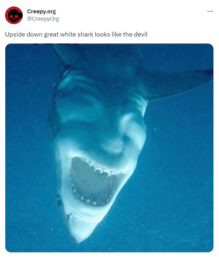 19. In the shark's defense, it looks scary right-side-up too