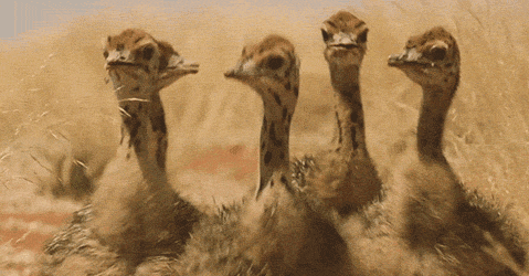 8. “Me and 3 others got the sh*t kicked out of us in a small horse stall by 5 emus we were trying to deworm. Not worth $8 an hour.”