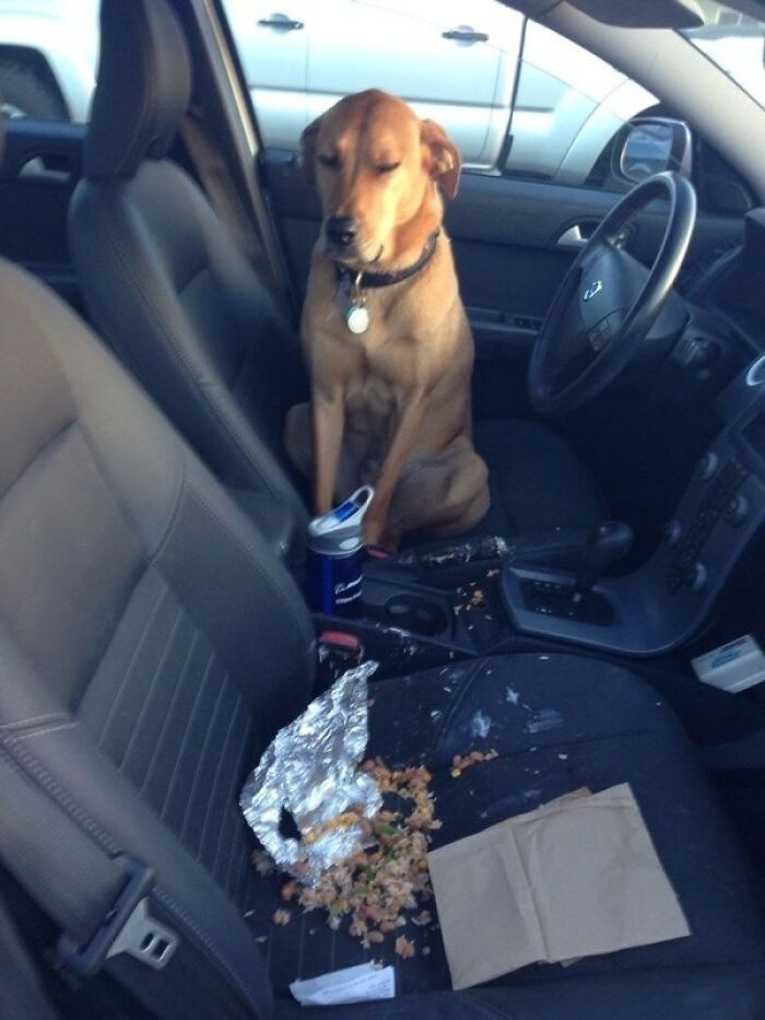 "I Think My Friend's Dog Is Regretting Eating Her Entire Chipotle Burrito"