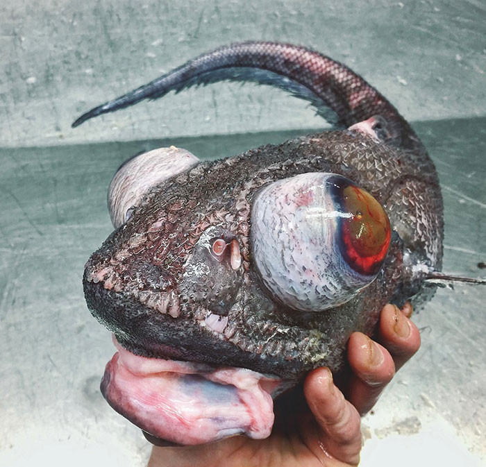 11. Looks Like A Creature From A Tim Burton Movie