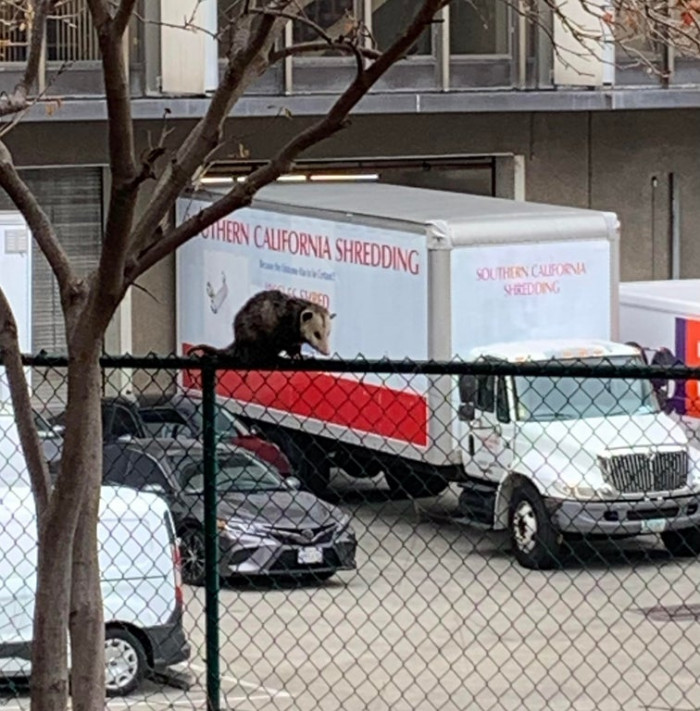 43. Truck looks like it has a possum logo
