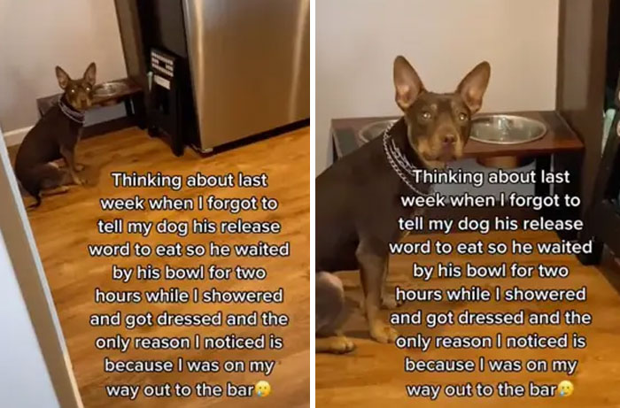 42. A well-trained dog