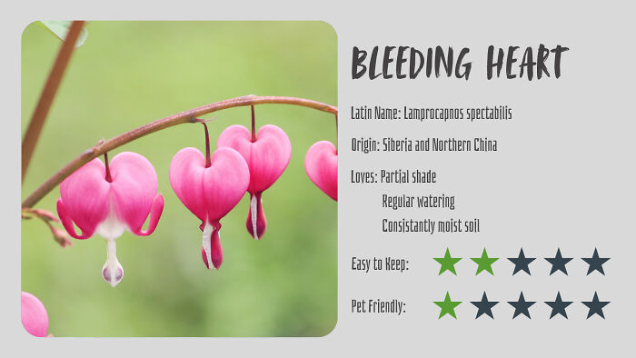 Bleeding Heart (Lamprocapnos Spectabilis)