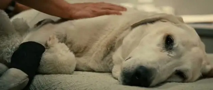 8. When Marley died in Marley And Me