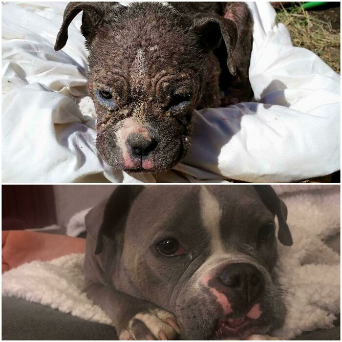 "I Found Her 4years Ago, Covered In Blisters, No Hair And Starved... who Knew She'd Be The Love Of My Life. She's The Greatest"