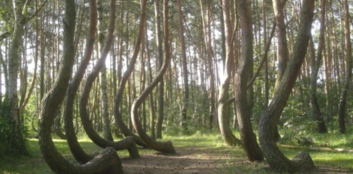 Crooked Forest Poland: The Mystery of Gryfino's Bent Trees