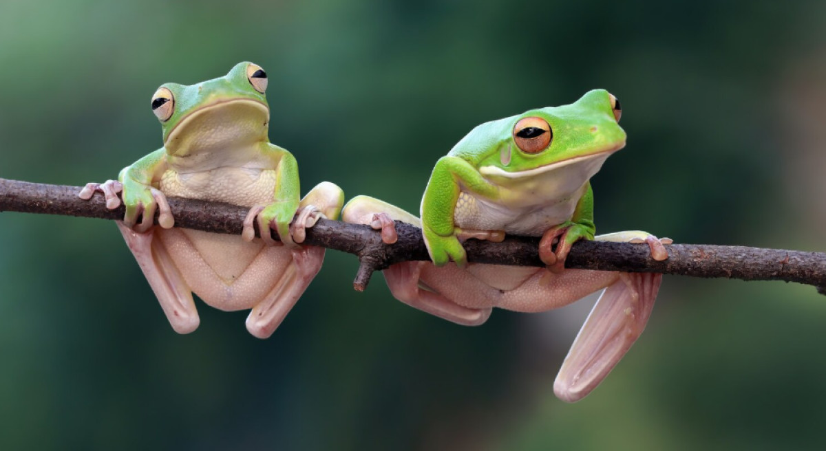 Fun Facts About Frogs: The Animal That Freezes Solid and Comes Back
