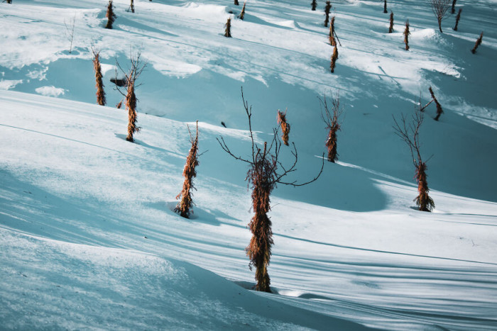 21. The tops of trees: