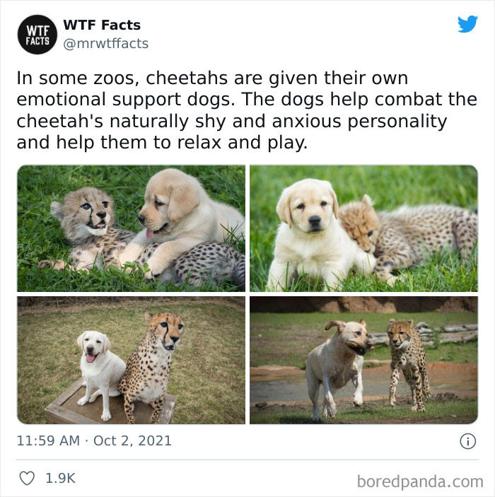 6. Cheetahs get emotional support dogs