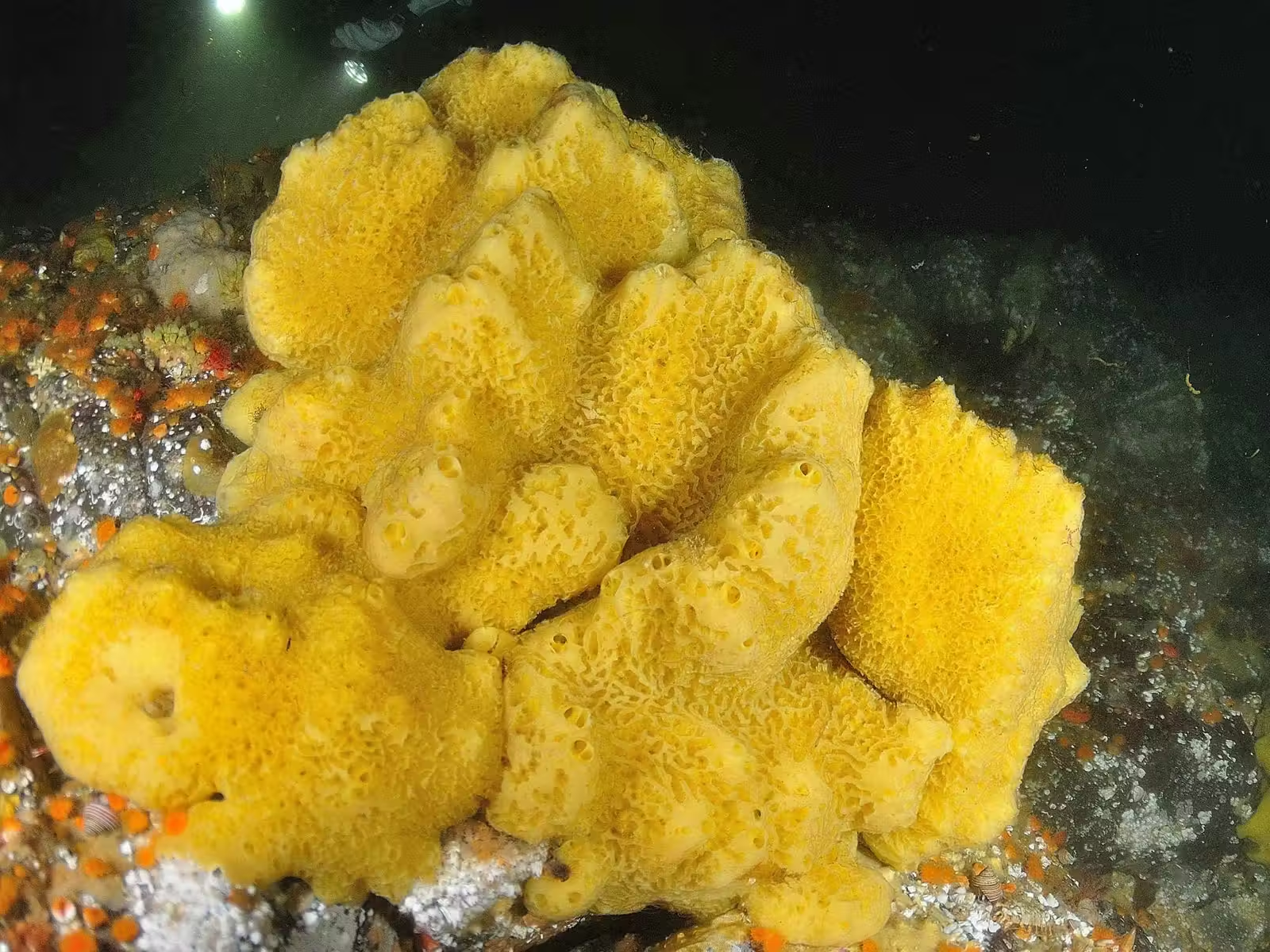 To ensure their findings were accurate, the team simulated how sterols fossilize over time, recreating millions of years of geological change in the lab. The result matched perfectly — confirming that these molecules could only have come from early sponges.