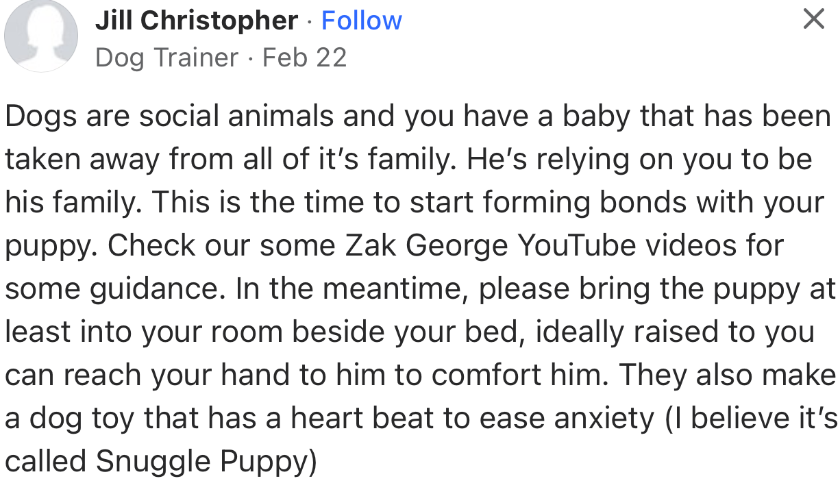 Dogs are taken away from their mothers and siblings from birth. So when you bring a puppy under your care, you must be emotionally available as its new family