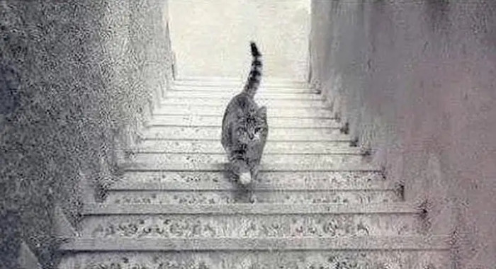 2. Is this cat going up the stairs, or is it going down?