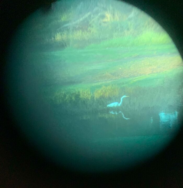 "This Photo I Took Of A Bird Through My Binoculars Looks Like A Planet"