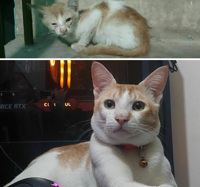 "I Adopted Him Like This In May 4th'22. So I Am Guessing This Is His Birthweek"