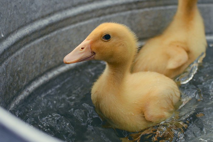 6. give bubble baths to ducklings and piglets 