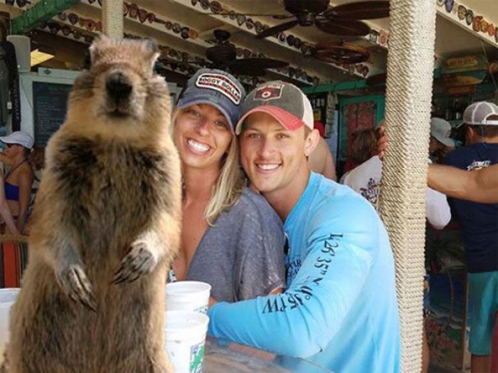 3. Oh no, not an animal again