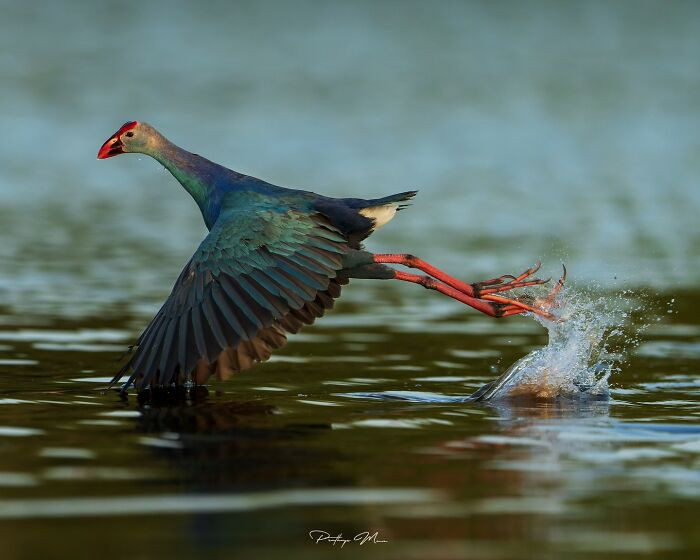 Grey-Headed Swamphen Taking Off