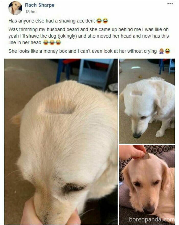 "WCGW Playing With Clippers And Your Dog"