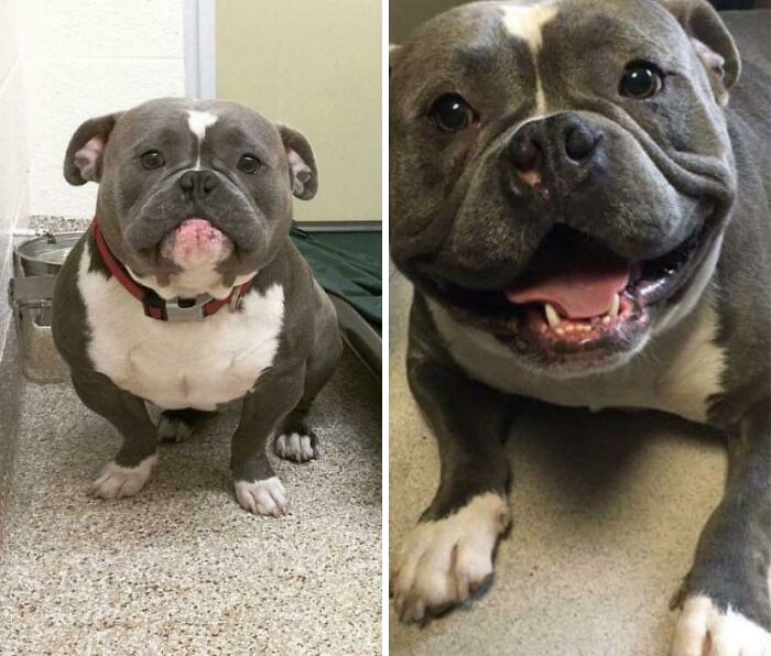 "These Are Frank’s Before And After Adoption Pics :)"