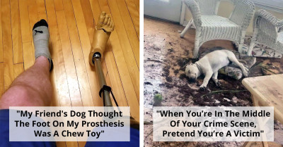 50 Painfully Funny Dog Moments That Prove Pets Aren’t Always Easy