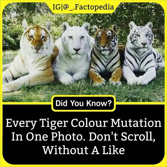 40. Tiger color mutations