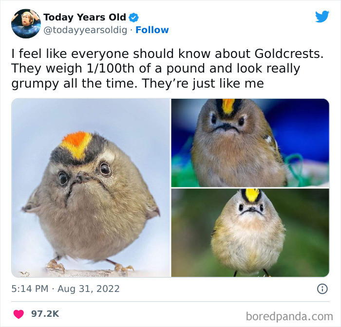 49. I Am Not 1/100th Of A Pound, But Apart From That, I’m Absolutely Twinning With The Lil Gwumpy Goldcrest