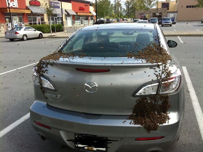 Bees: Nature's Sign Of Nope