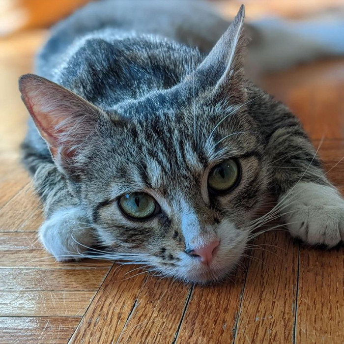 “For those of you who don’t live in NYC, finding a cat in the West Village is like finding Spider-Man on a tall building…it’s impossible. For those of you who live here, you KNOW!” said the fosterer.