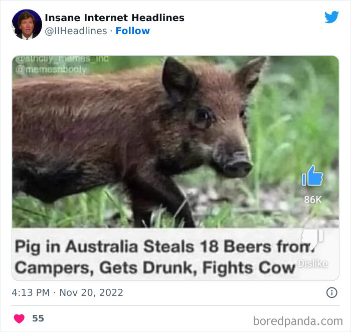 45. This pig has a drinking problem