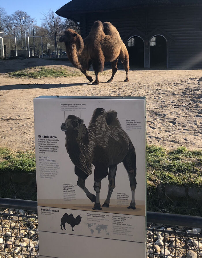 "I Took A Mildly Well-Timed Picture Of A Camel"