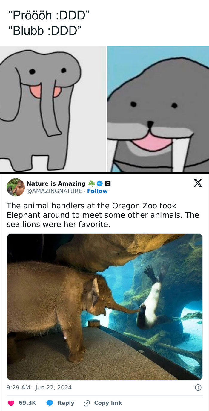 14. Elephant Meets Sea Lion