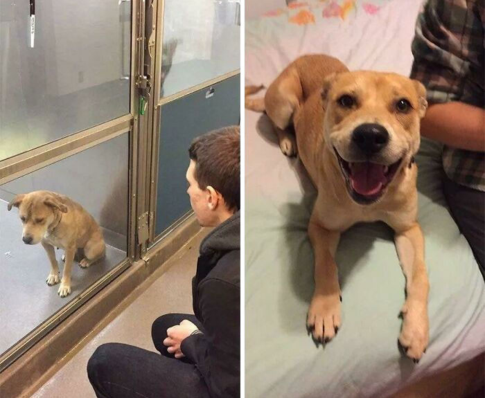 "Before And After Adoption"
