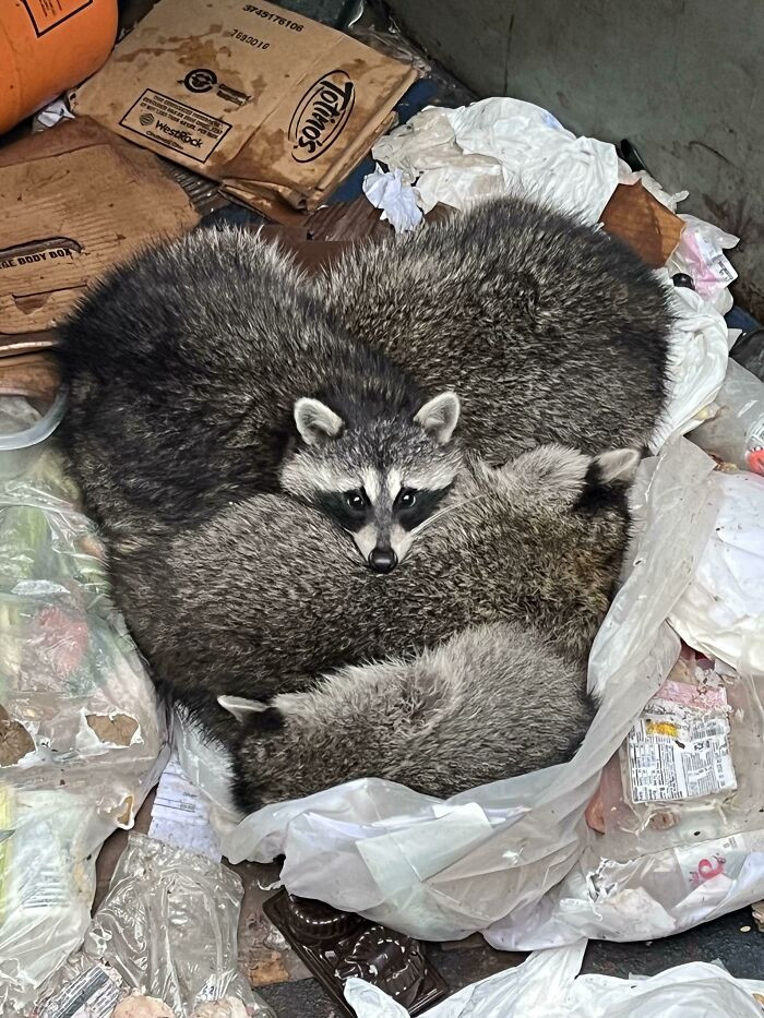 5. Found This Little Trash Heart In My Work Dumpster This Morning