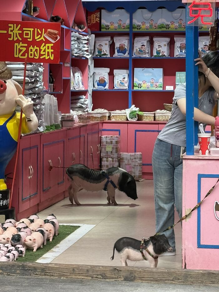 "Pig Pets In Store, Pingyao"